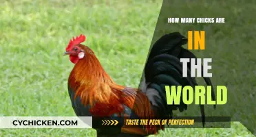Exploring the Global Population: How Many Chicks Exist Worldwide?