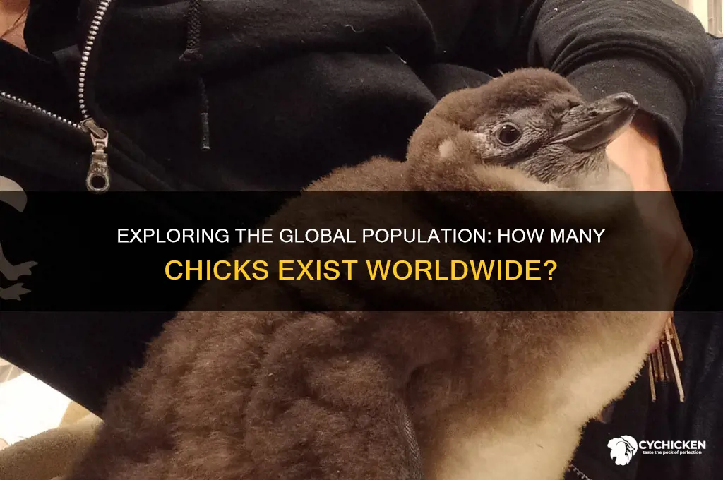how many chicks are in the world