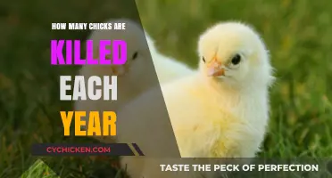 The Shocking Annual Toll: Male Chicks Culled in Farming