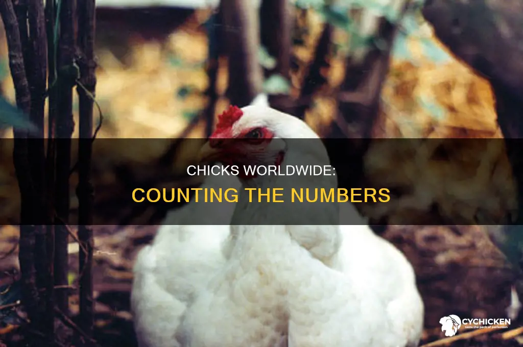 how many chicks are there in the world
