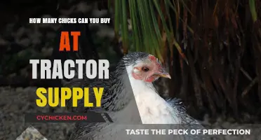 Buying Chicks at Tractor Supply: How Many Can You Purchase?