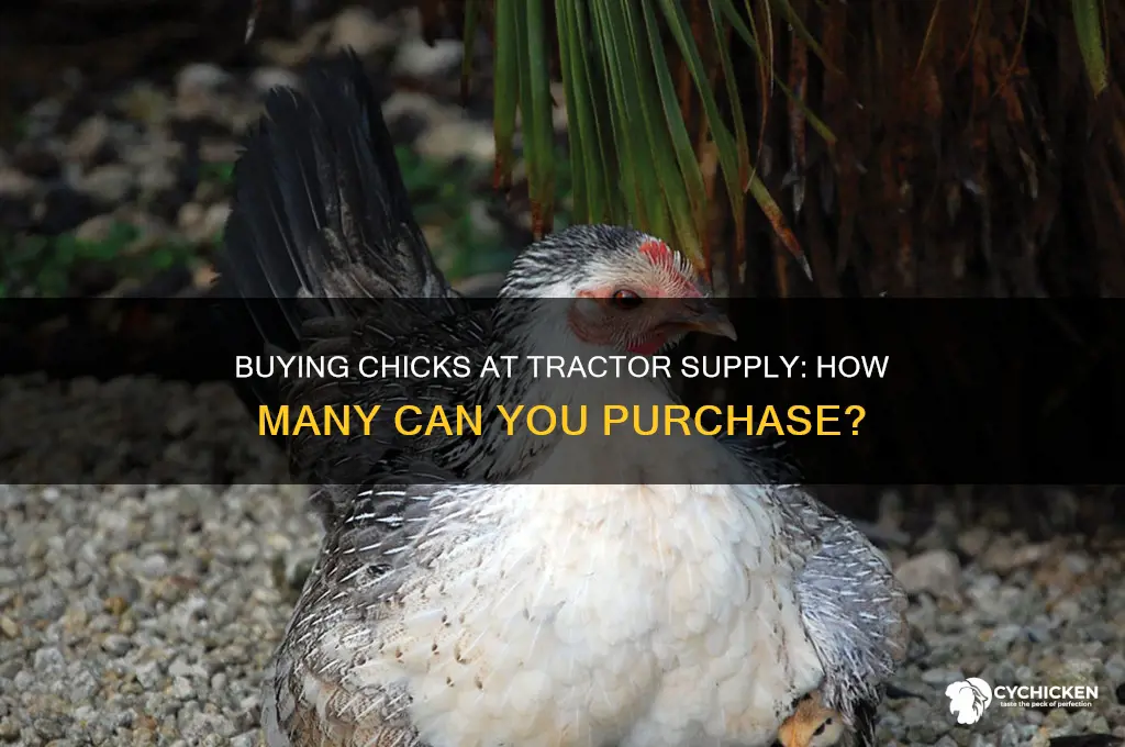 how many chicks can you buy at tractor supply