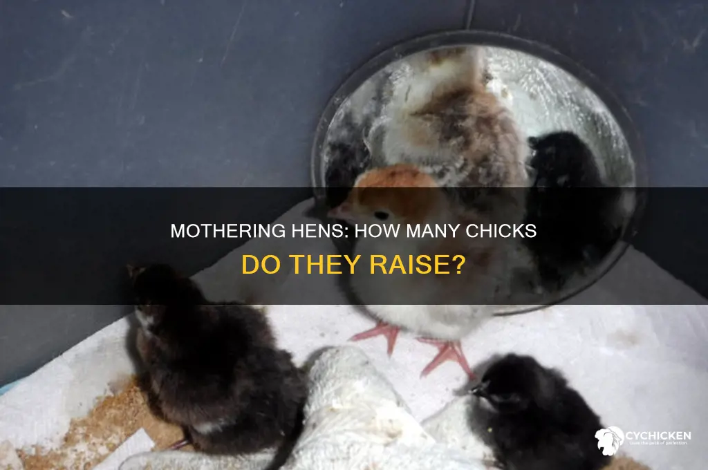 how many chicks do a hen turkey have