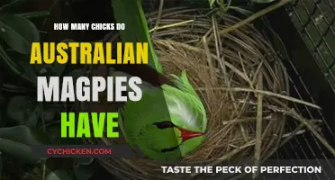 Australian Magpies' Nest: Understanding Their Average Chick Count