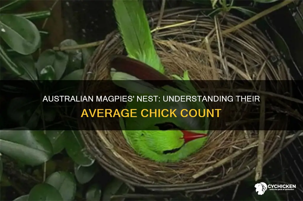 how many chicks do australian magpies have