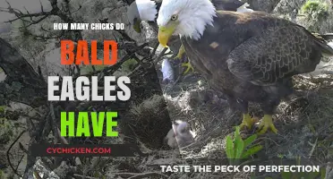 Bald Eagles' Nesting Habits: Average Number of Chicks per Brood