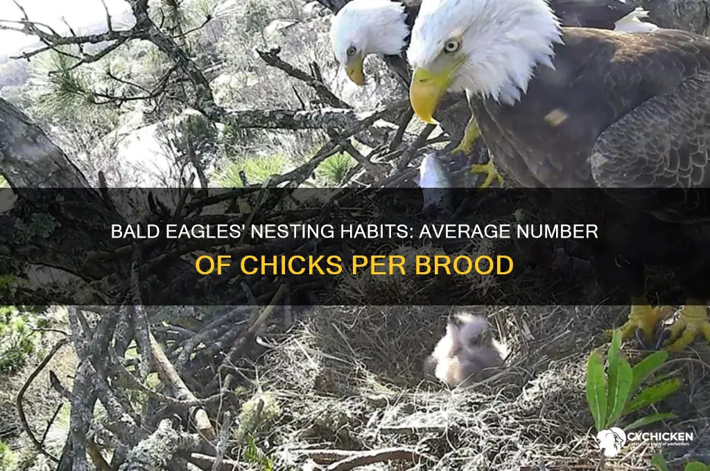 how many chicks do bald eagles have