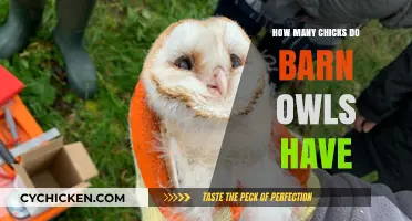 Barn Owl Broods: Understanding Clutch Sizes and Chick Numbers