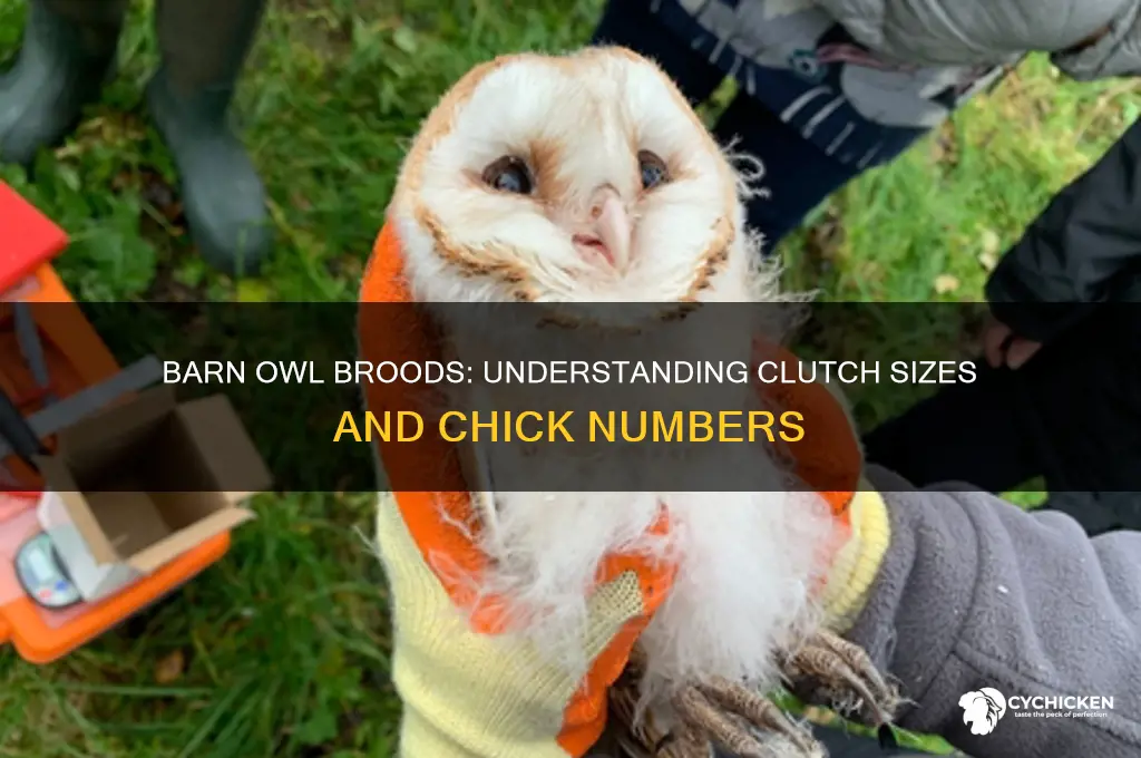 how many chicks do barn owls have