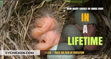 Birds' Lifetime Brood: How Many Chicks?