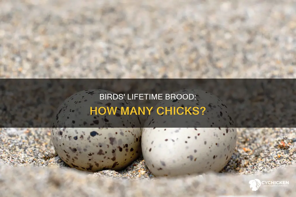 how many chicks do birds have in a lifetime
