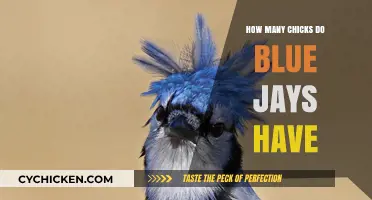 Blue Jays' Nesting Habits: Understanding Their Average Clutch Size