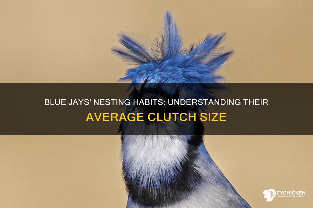 how many chicks do blue jays have