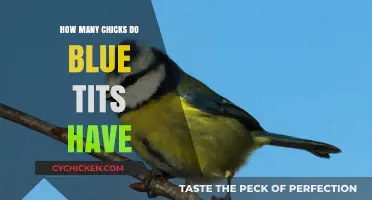 Blue Tits' Nesting Habits: Understanding Their Average Clutch Size