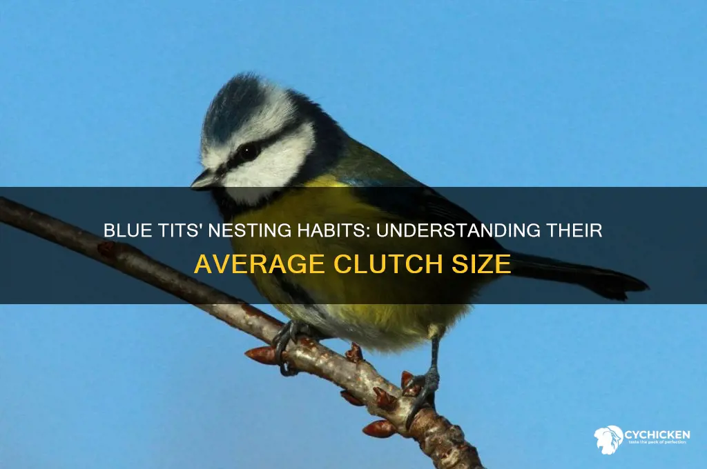 how many chicks do blue tits have