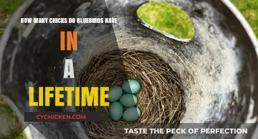 Bluebirds' Lifetime Chick Production: How Many?