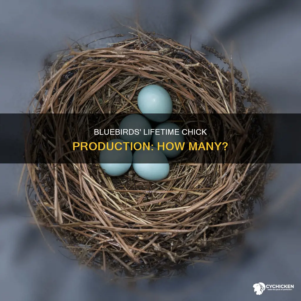 how many chicks do bluebirds have in a lifetime