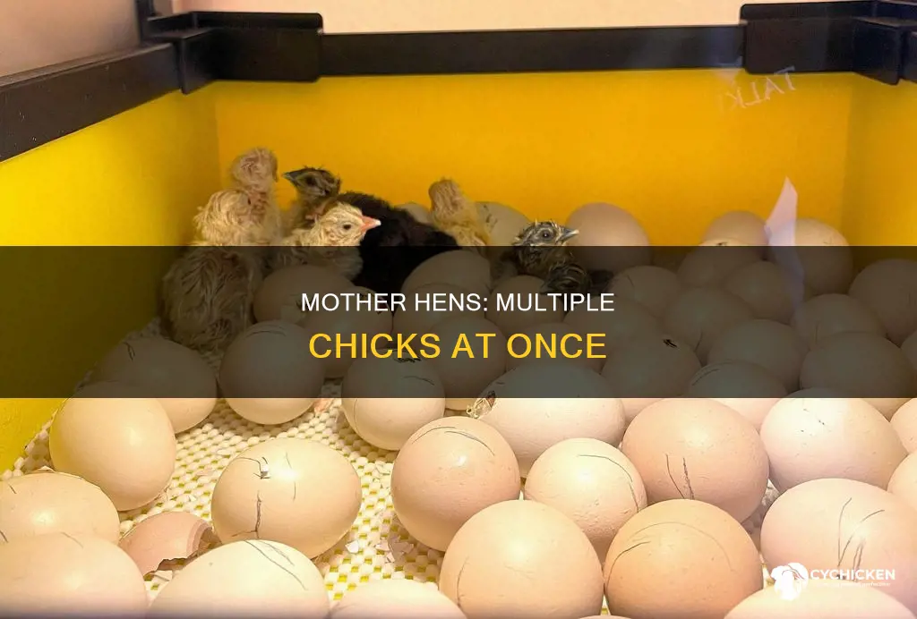 how many chicks do chickens have at one time