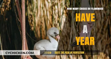Flamingos' Annual Chick Production: How Many?
