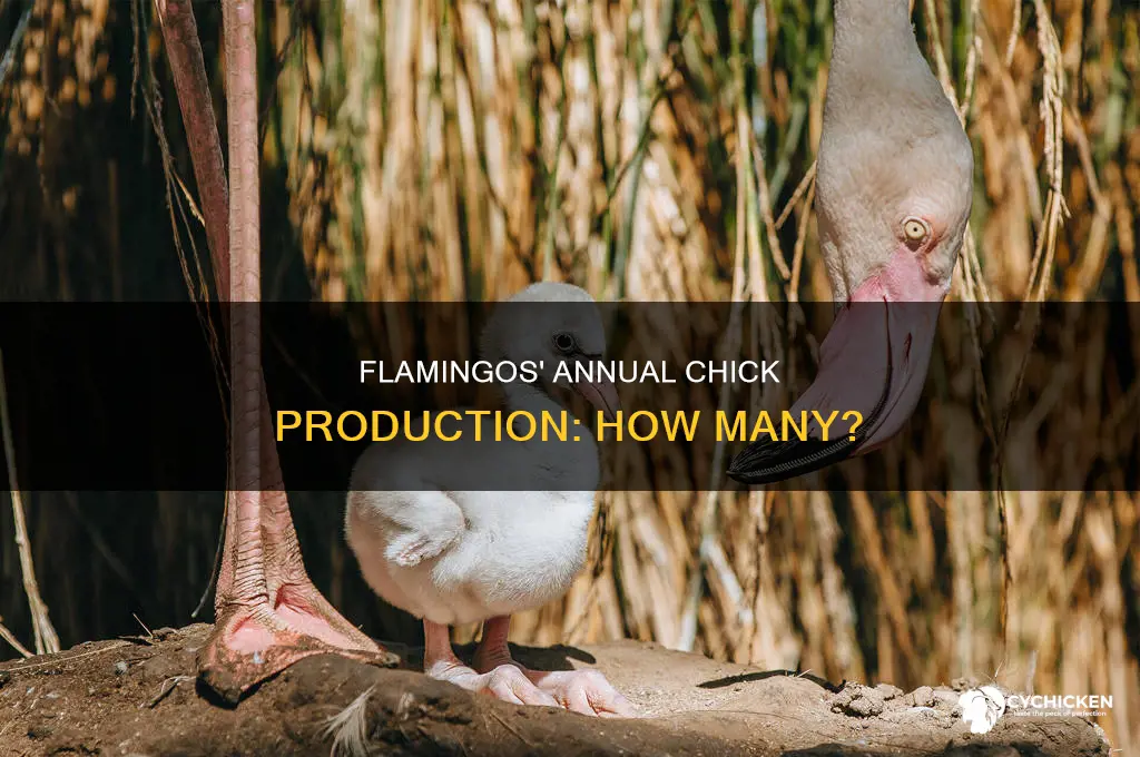 how many chicks do flamingos have a year