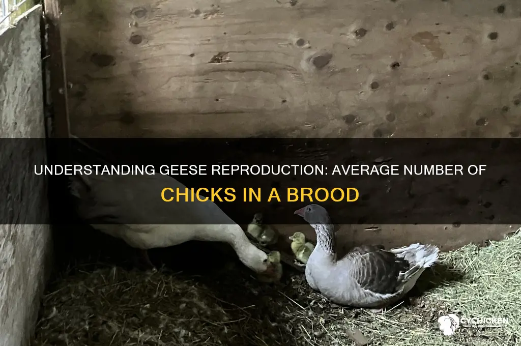 how many chicks do geese usually have