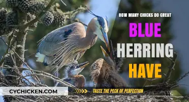 Great Blue Herons: Nesting and Chick Numbers