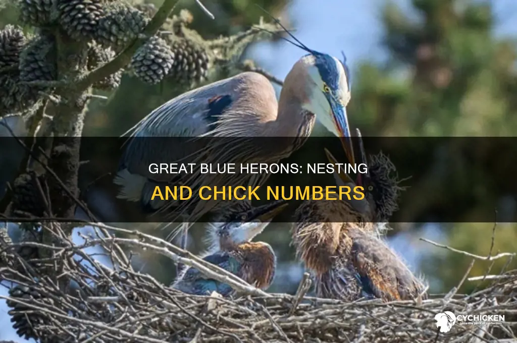 how many chicks do great blue herring have