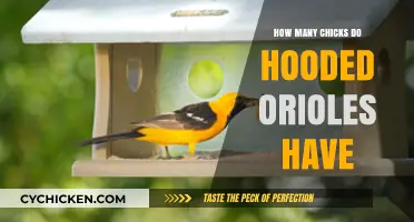 Hooded Orioles' Nesting Habits: Average Clutch Size Explained