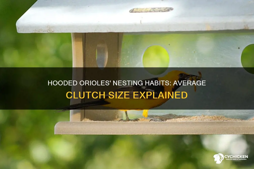 how many chicks do hooded orioles have