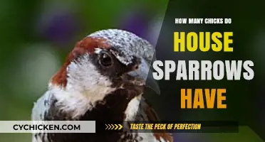 House Sparrows' Nesting Habits: Average Chick Count per Brood