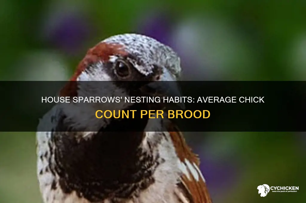 how many chicks do house sparrows have