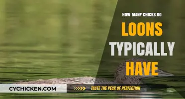 Understanding Loons' Nesting Habits: Average Chick Count per Breeding Season