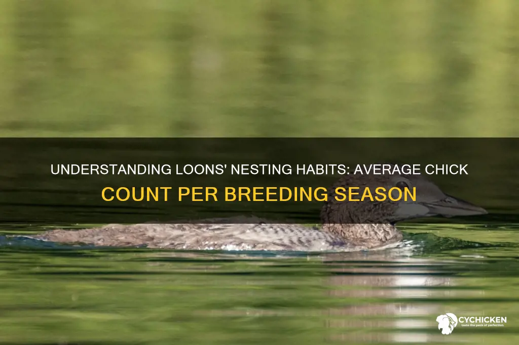 how many chicks do loons typically have