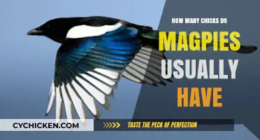 Magpie Nesting Habits: Average Number of Chicks in a Brood