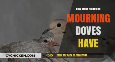 Mourning Dove Nesting Habits: Understanding Their Chick Count and Care