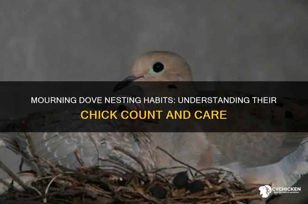 how many chicks do mourning doves have