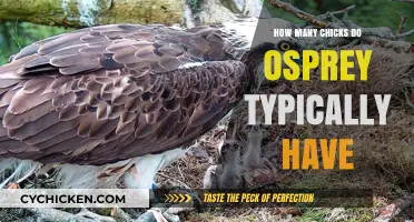 Osprey Nesting Habits: Understanding Typical Chick Counts in Broods
