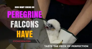 Peregrine Falcon Nesting Habits: Average Clutch Size Explained