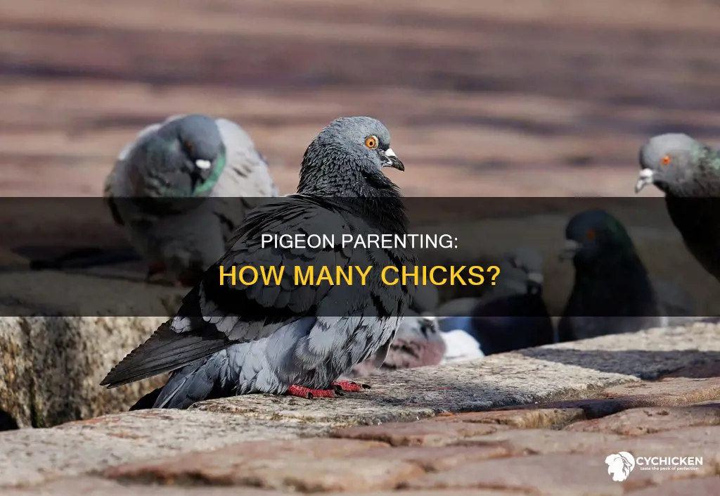 how many chicks do pigeons have in a year