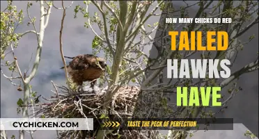 Red-tailed Hawks: Clutch Sizes and Chick Development