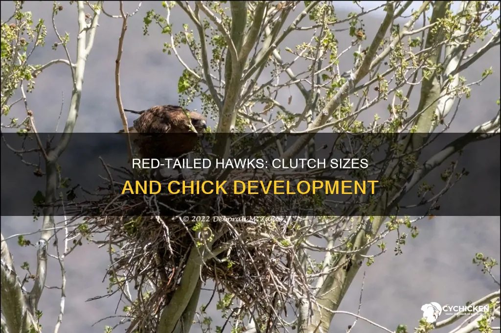 how many chicks do red tailed hawks have