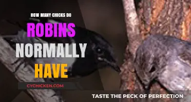 Understanding the Typical Clutch Size of Robins: How Many Chicks?