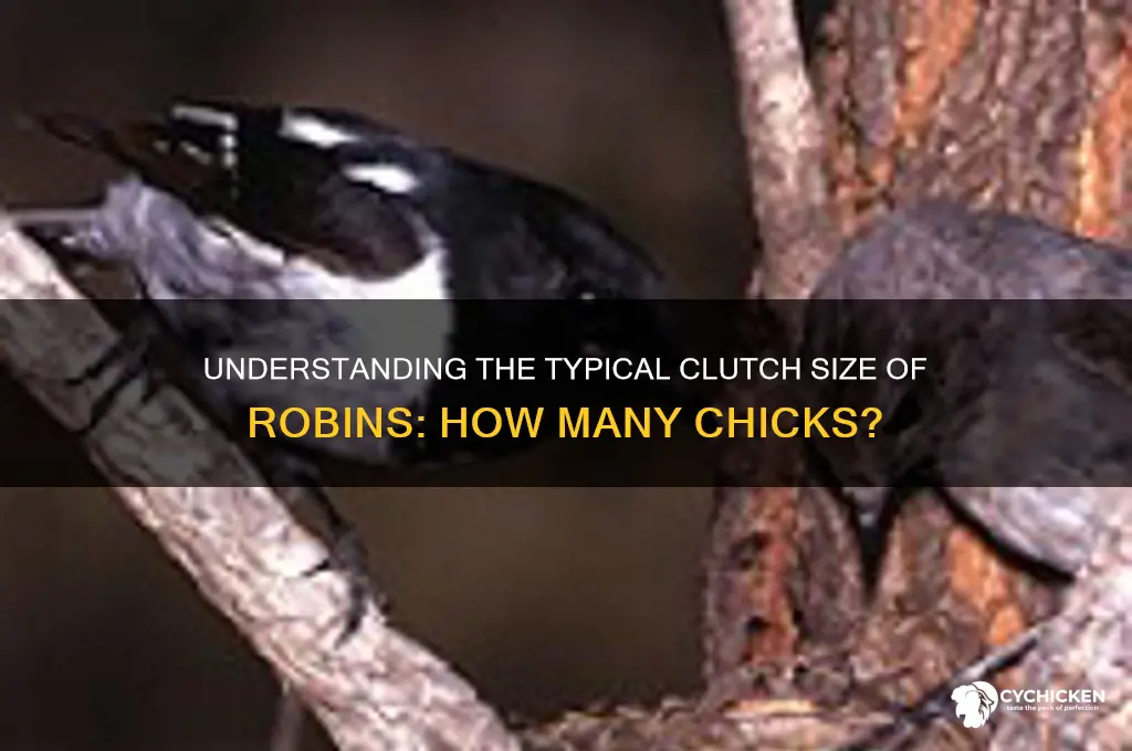 how many chicks do robins normally have