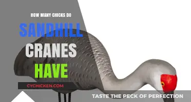Sandhill Crane Parenting: Understanding Their Typical Clutch Size