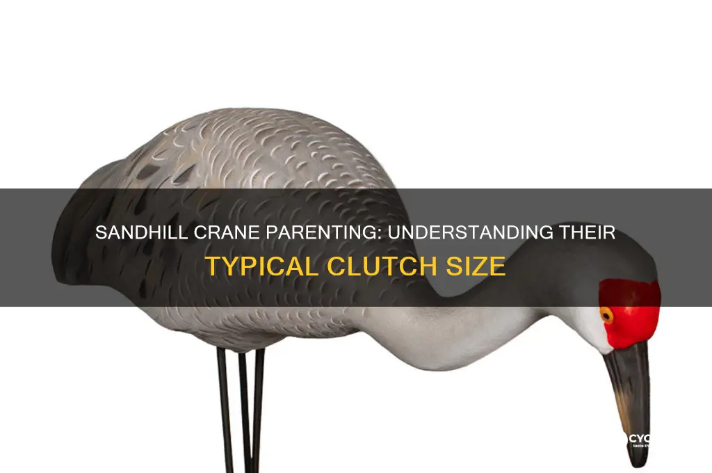 how many chicks do sandhill cranes have