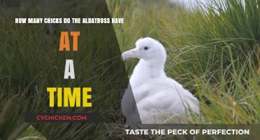 Albatross Mating: How Many Chicks?