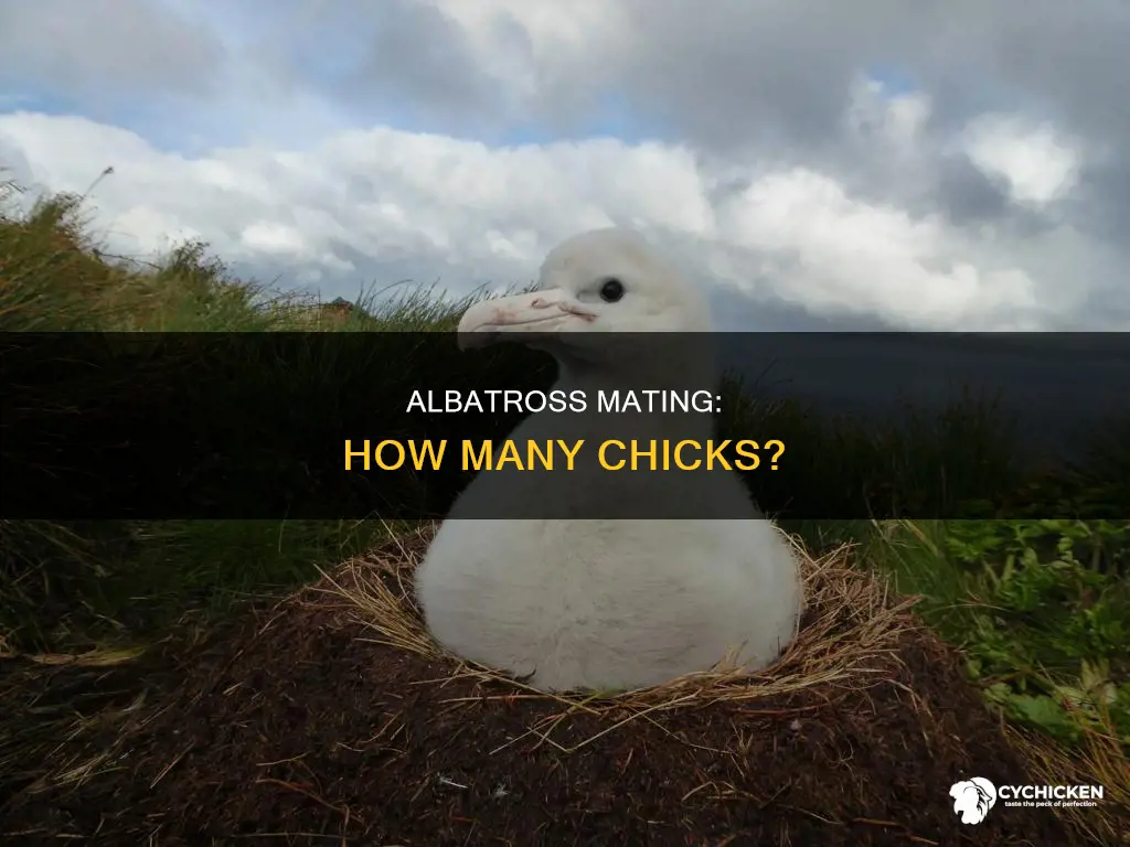 how many chicks do the albatross have at a time