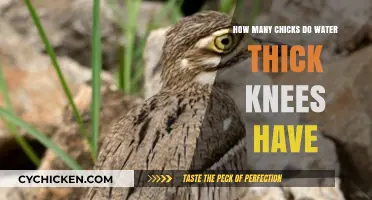 Water Thick-knees: Number of Chicks in a Brood