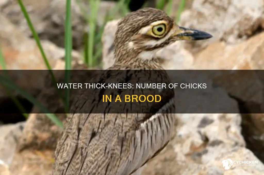 how many chicks do water thick knees have