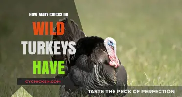 Wild Turkey Nesting Habits: Average Clutch Size Explained